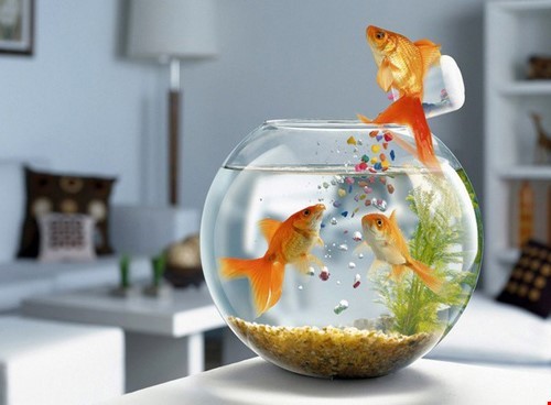 Cách đặt bể cá trong phòng làm việc hợp phong thủy
