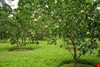 Chuyển đất trồng cây lâu năm thành đất ở cần những thủ tục gì? Chuyển đất trồng cây lâu năm thành đất ở cần những thủ tục gì?